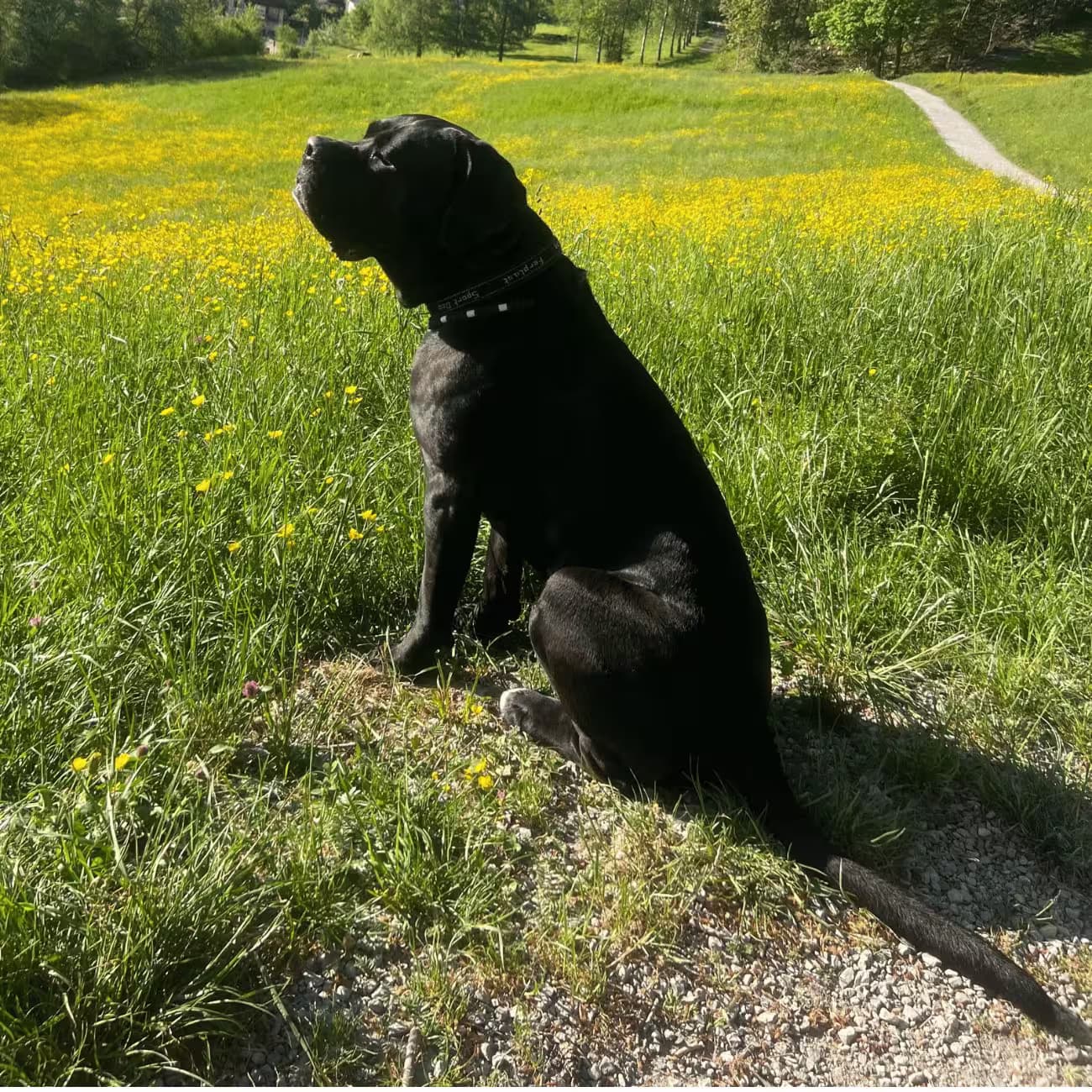 Paco